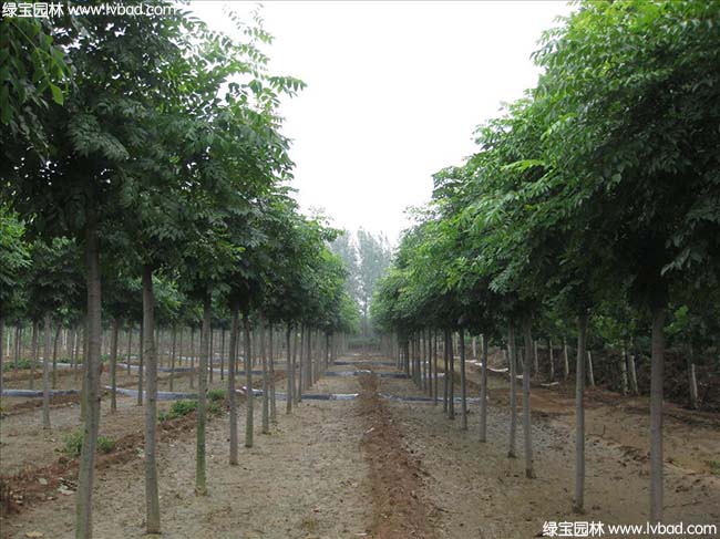 江苏沭阳<a href='https://www.lvbad.com/linmuzhongzi/1745.html' target='_blank'>黄山栾树</a>种植基地