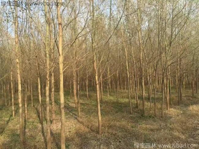 <a href='https://www.lvbad.com/xingdaoshu/3366.html' target='_blank'>柳树</a>图片苗圃种植基地