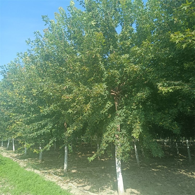 <a href='https://www.lvbad.com/linmuzhongzi/1781.html' target='_blank'>五角枫</a>