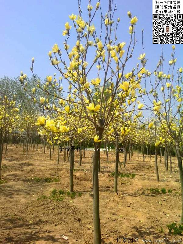 园林乔木植物<a href='https://www.lvbad.com/linmuzhongzi/1697.html' target='_blank'>黄玉兰</a>图片