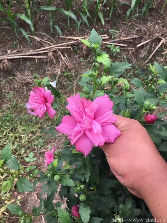 <a href='https://www.lvbad.com/xiaoqiaomu/3546.html' target='_blank'>木槿花</a>