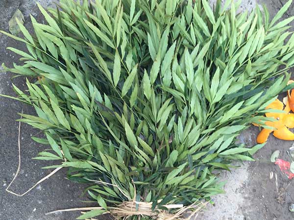 <a href='https://www.lvbad.com/linmuzhongzi/1811.html' target='_blank'>十大功劳</a>图片基地实拍