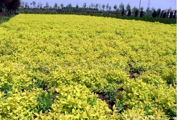 <a href='https://www.lvbad.com/caohuazhongzi/1644.html' target='_blank'>绣线菊</a>图片基地实拍