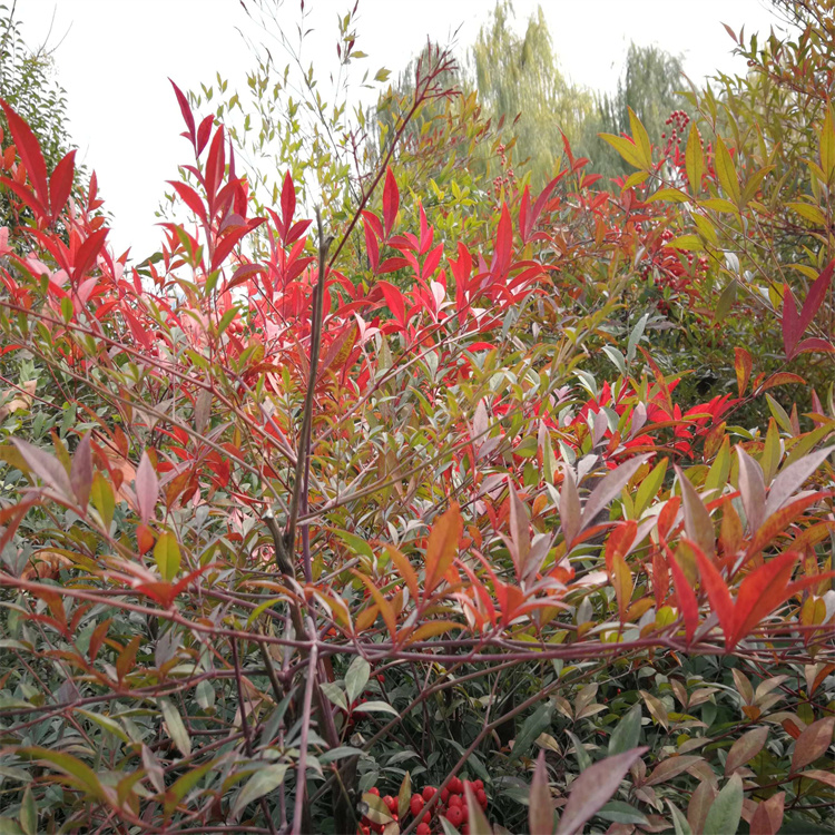 <a href='https://www.lvbad.com/linmuzhongzi/1800.html' target='_blank'>红天竹</a>