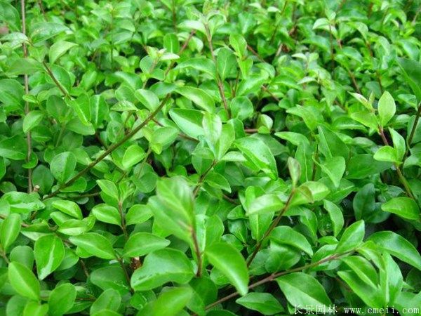 <a href='https://www.lvbad.com/linmuzhongzi/1743.html' target='_blank'>小叶女贞</a>苗图片基地实拍