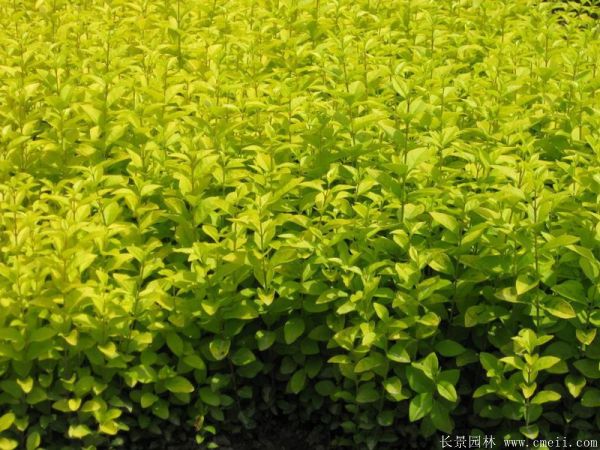 <a href='https://www.lvbad.com/linmuzhongzi/1804.html' target='_blank'>金叶女贞</a>图片基地实拍