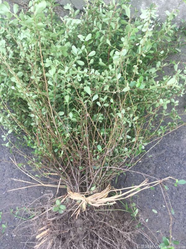 <a href='https://www.lvbad.com/dibeiguanmu/3563.html' target='_blank'>火棘苗</a>图片基地实拍