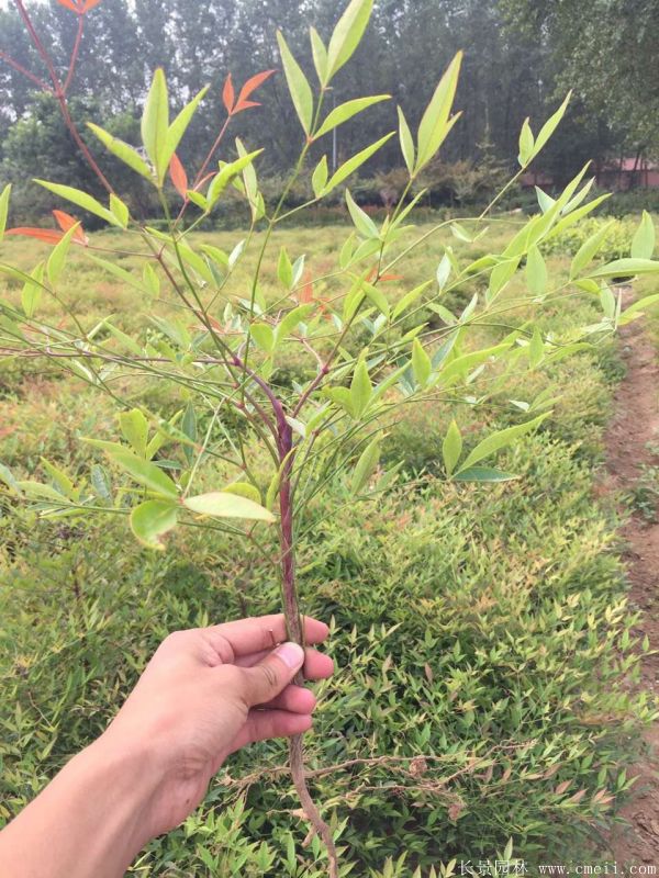 <a href='https://www.lvbad.com/linmuzhongzi/1772.html' target='_blank'>南天竹</a>图片基地实拍