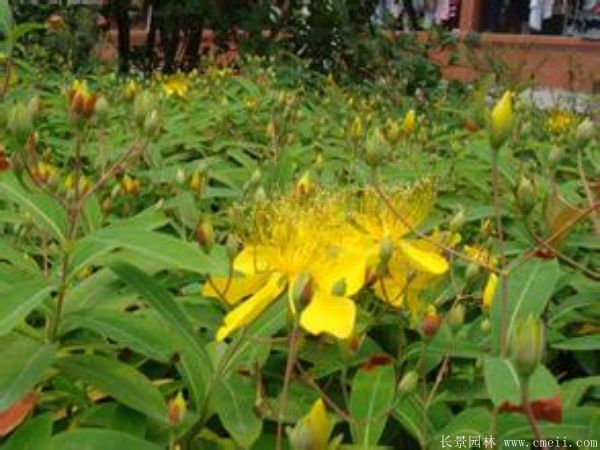 <a href='https://www.lvbad.com/dibeiguanmu/3552.html' target='_blank'>金丝桃</a>图片基地实拍