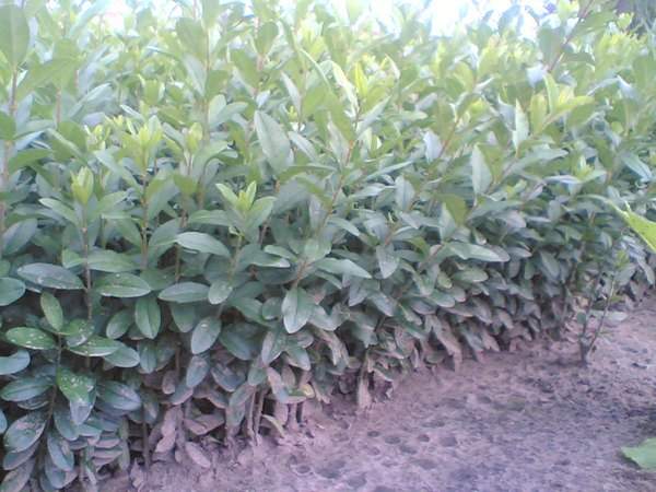 <a href='https://www.lvbad.com/linmuzhongzi/1728.html' target='_blank'>水腊</a>