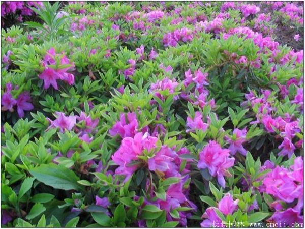 <a href='https://www.lvbad.com/dibeiguanmu/3504.html' target='_blank'>春鹃</a>图片基地实拍