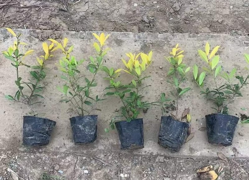 黄金<a href='https://www.lvbad.com/linmuzhongzi/1797.html' target='_blank'>枸骨</a>