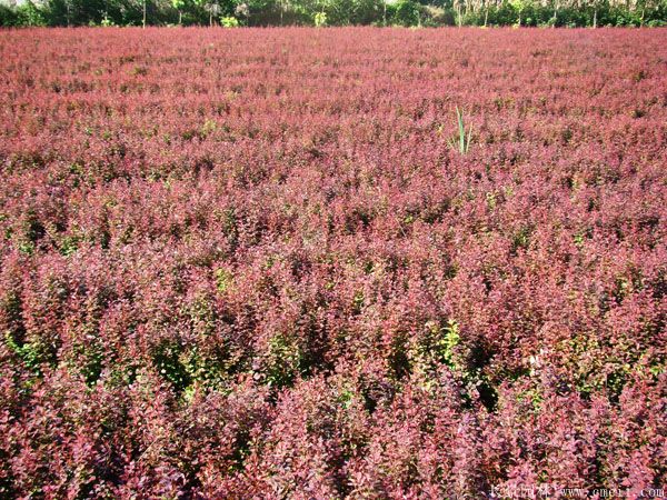 <a href='https://www.lvbad.com/linmuzhongzi/1753.html' target='_blank'>红叶小檗</a>图片基地实拍