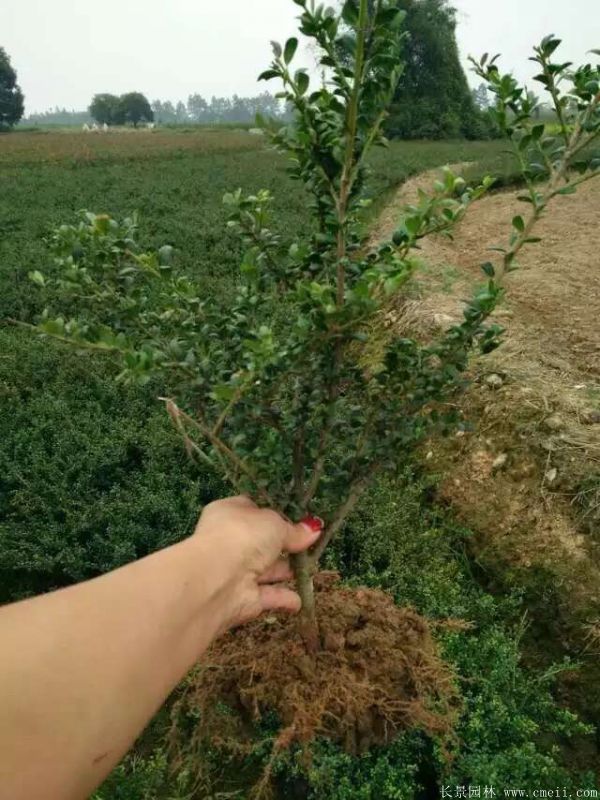 <a href='https://www.lvbad.com/dibeiguanmu/3351.html' target='_blank'>龟甲冬青</a>图片基地实拍