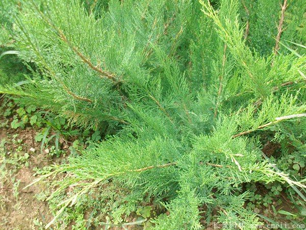 沙<a href='https://www.lvbad.com/songbailei/3481.html' target='_blank'>地柏</a>图片沙<a href='https://www.lvbad.com/songbailei/3481.html' target='_blank'>地柏</a>基地实拍