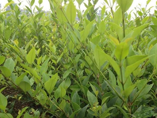 <a href='https://www.lvbad.com/linmuzhongzi/2213.html' target='_blank'>日本女贞</a>