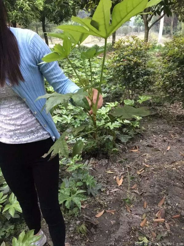 <a href='https://www.lvbad.com/linmuzhongzi/1730.html' target='_blank'>八角金盘</a>图片基地实拍