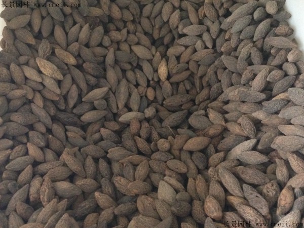 <a href='https://www.lvbad.com/linmuzhongzi/2195.html' target='_blank'>橄榄种子</a>图片