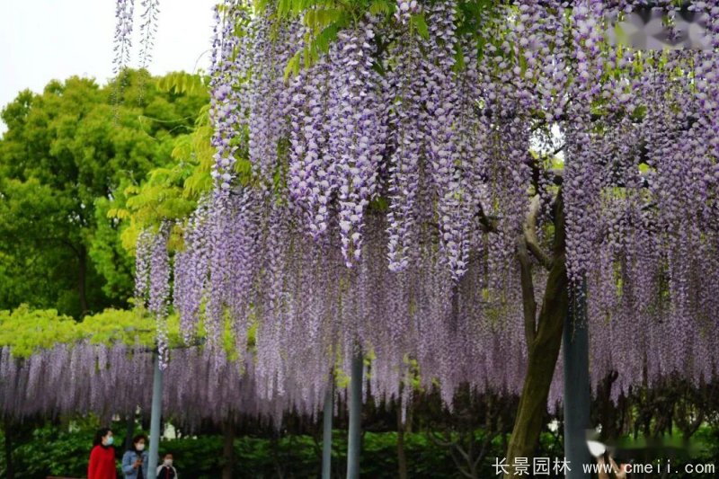 日本长穗熊野<a href='https://www.lvbad.com/linmuzhongzi/1806.html' target='_blank'>紫藤</a>日系