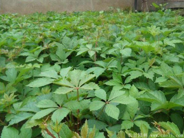 <a href='https://www.lvbad.com/tengbenpanyuanzhiwu/3425.html' target='_blank'>五叶地锦</a>图片基地实拍