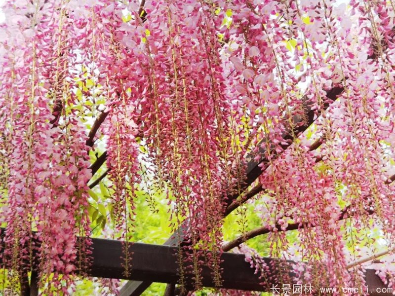 阿知<a href='https://www.lvbad.com/linmuzhongzi/1806.html' target='_blank'>紫藤</a>粉色日系<a href='https://www.lvbad.com/tengbenpanyuanzhiwu/3418.html' target='_blank'>紫藤花</a>